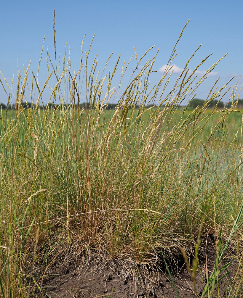 Image of Festuca valesiaca specimen.