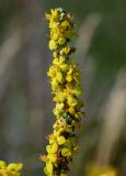 Verbascum lychnitis. Верхушка соцветия. Оренбургская обл., Кувандыкский гор. округ, окр. дер. Первое Юмагузино, луг. 05.07.2023.