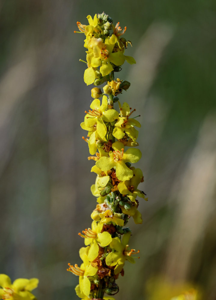 Изображение особи Verbascum lychnitis.