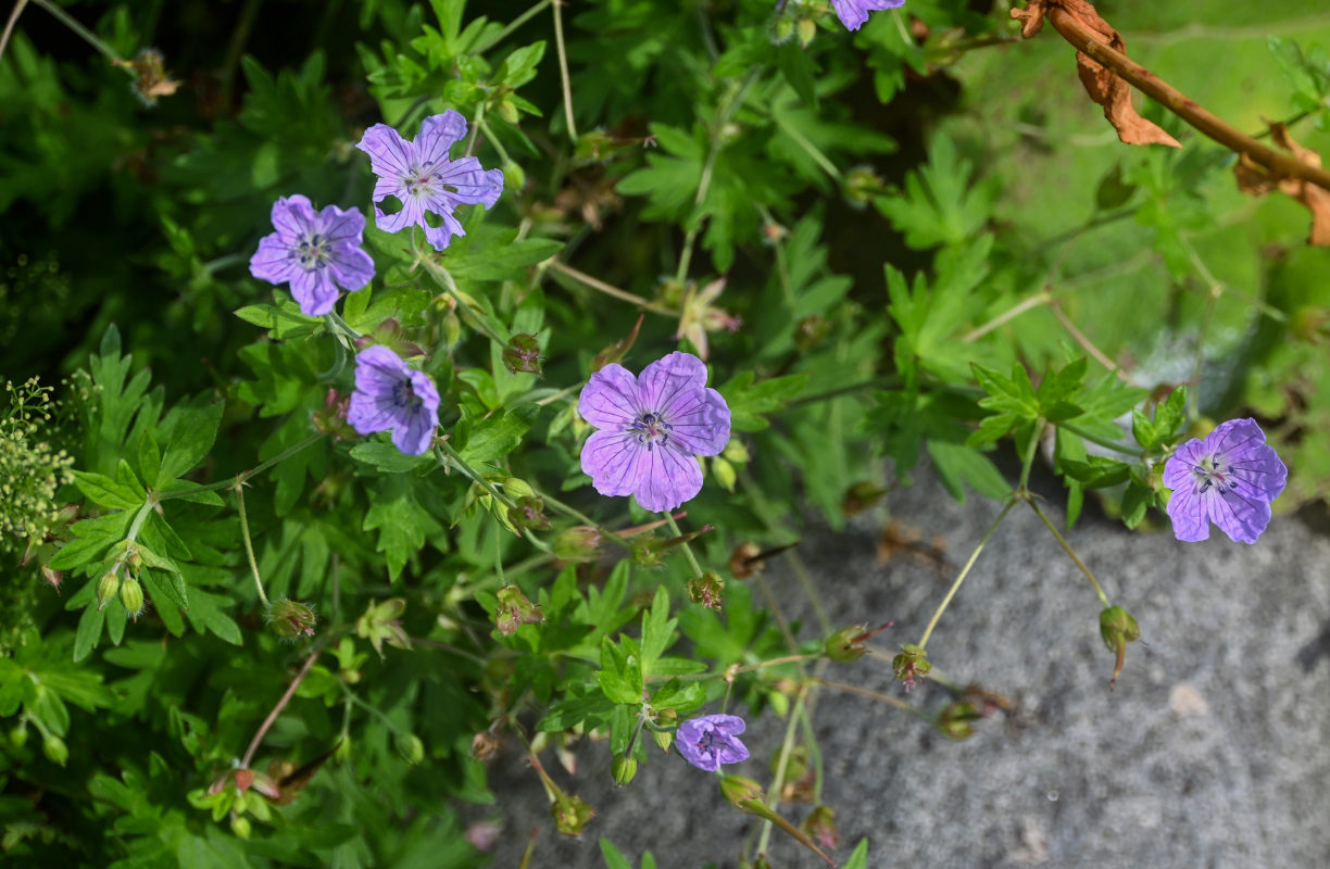 Изображение особи Geranium yesoense.