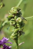 Medicago sativa. Соплодие. Беларусь, Витебская обл., окр. пос. Езерище, выкашиваемый суходольный луг. 03.08.2023.