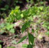 Euphorbia oblongifolia. Верхушка цветущего растения. Абхазия, Гудаутский р-н, Мюссерский лесной массив, берег р. Риапши. 12.04.2024.