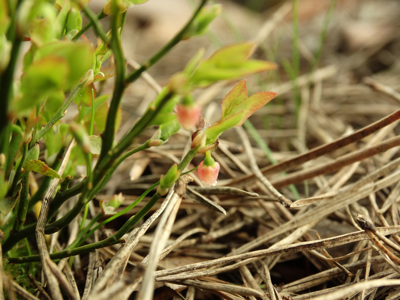 Image of Vaccinium scoparium specimen.