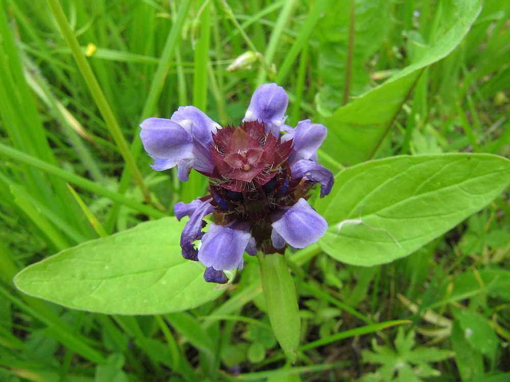 Изображение особи Prunella vulgaris.