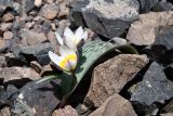 Tulipa regelii