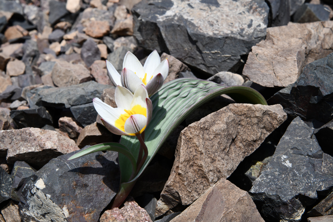 Изображение особи Tulipa regelii.