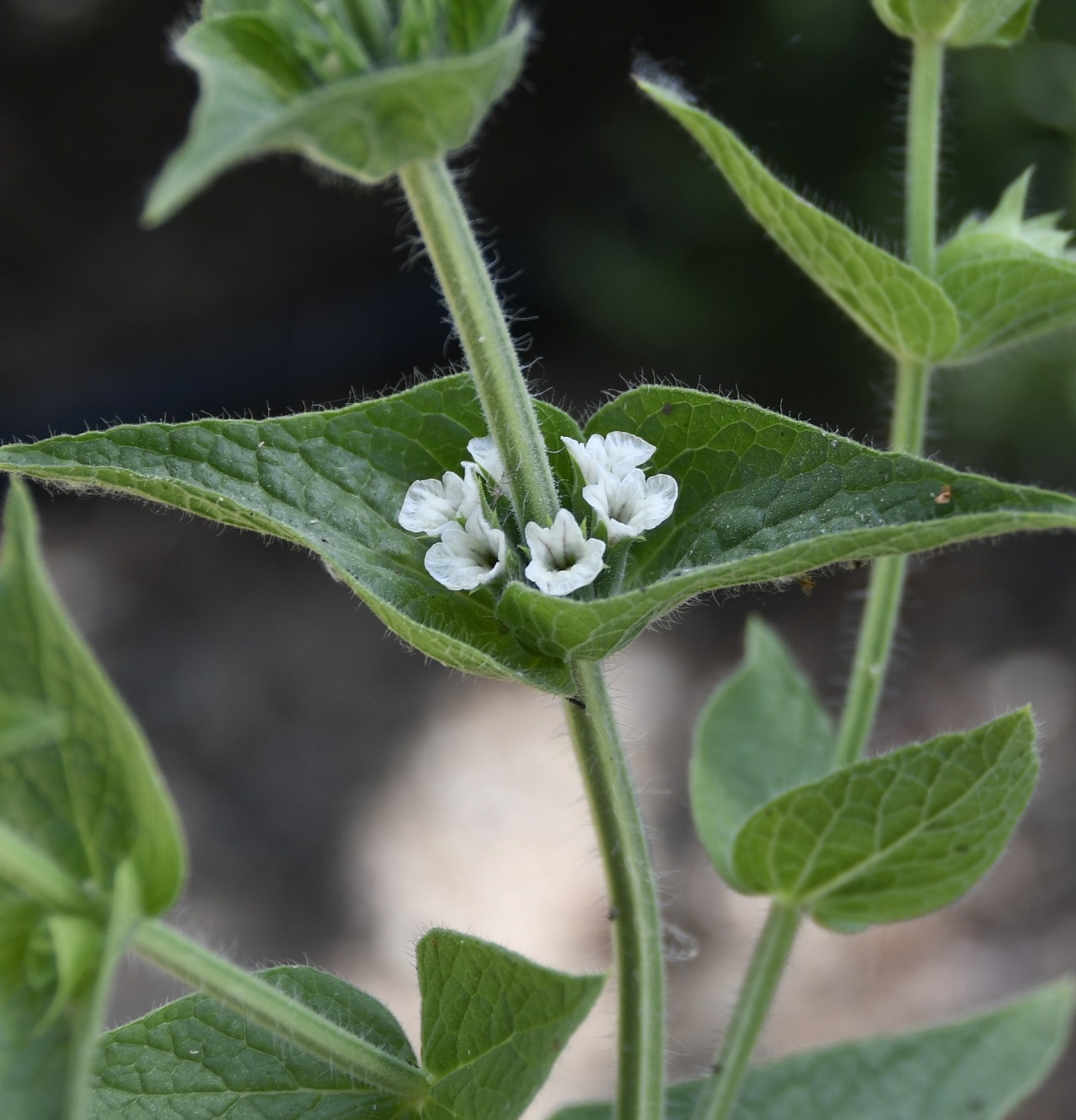 Изображение особи Sideritis perfoliata.