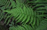 Athyrium yokoscense