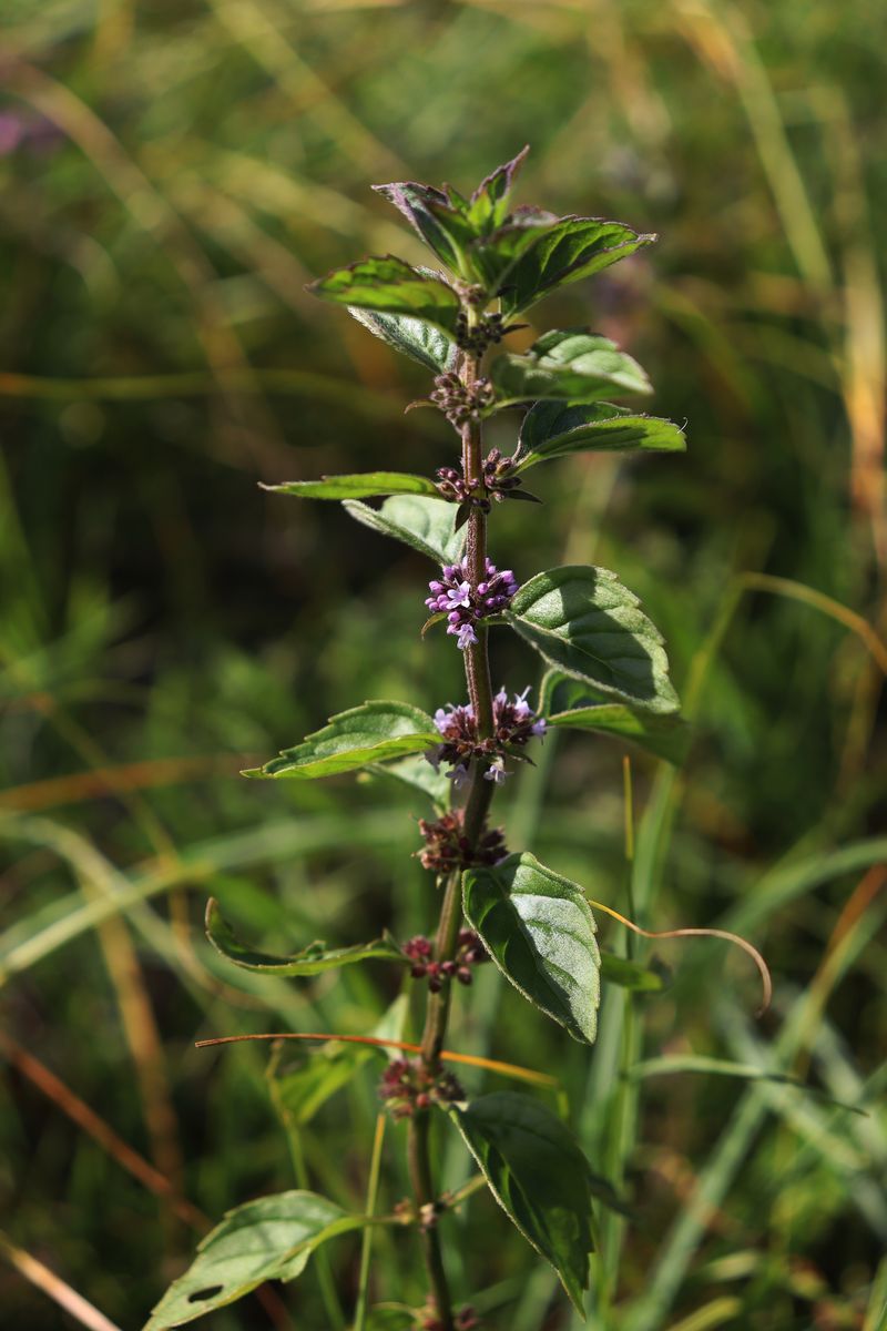 Изображение особи Mentha arvensis.