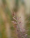 Pennisetum alopecuroides
