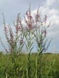Lythrum virgatum