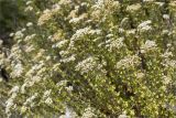 Origanum onites