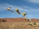 Reaumuria turkestanica. Веточка с плодами. Южный Казахстан, вост. предгорья хр. Сырдарьинский Каратау, Закаратауская равнина (возвышенность), сев. побережье оз. Ащиколь, прибрежная зона, пестроцветы. 15 сентября 2024 г.