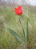 Tulipa suaveolens. Цветущее растение. Херсонская обл., Генический р-н, остров Куюк-Тук, Азово-Сивашский национальный природный парк. 16.04.2008.