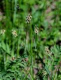 Carex praecox