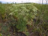 Saposhnikovia divaricata