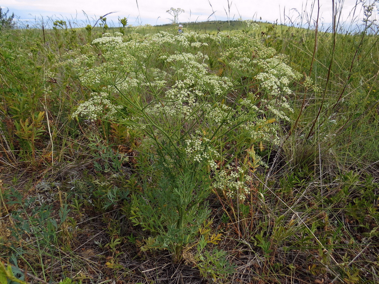 Image of Saposhnikovia divaricata specimen.