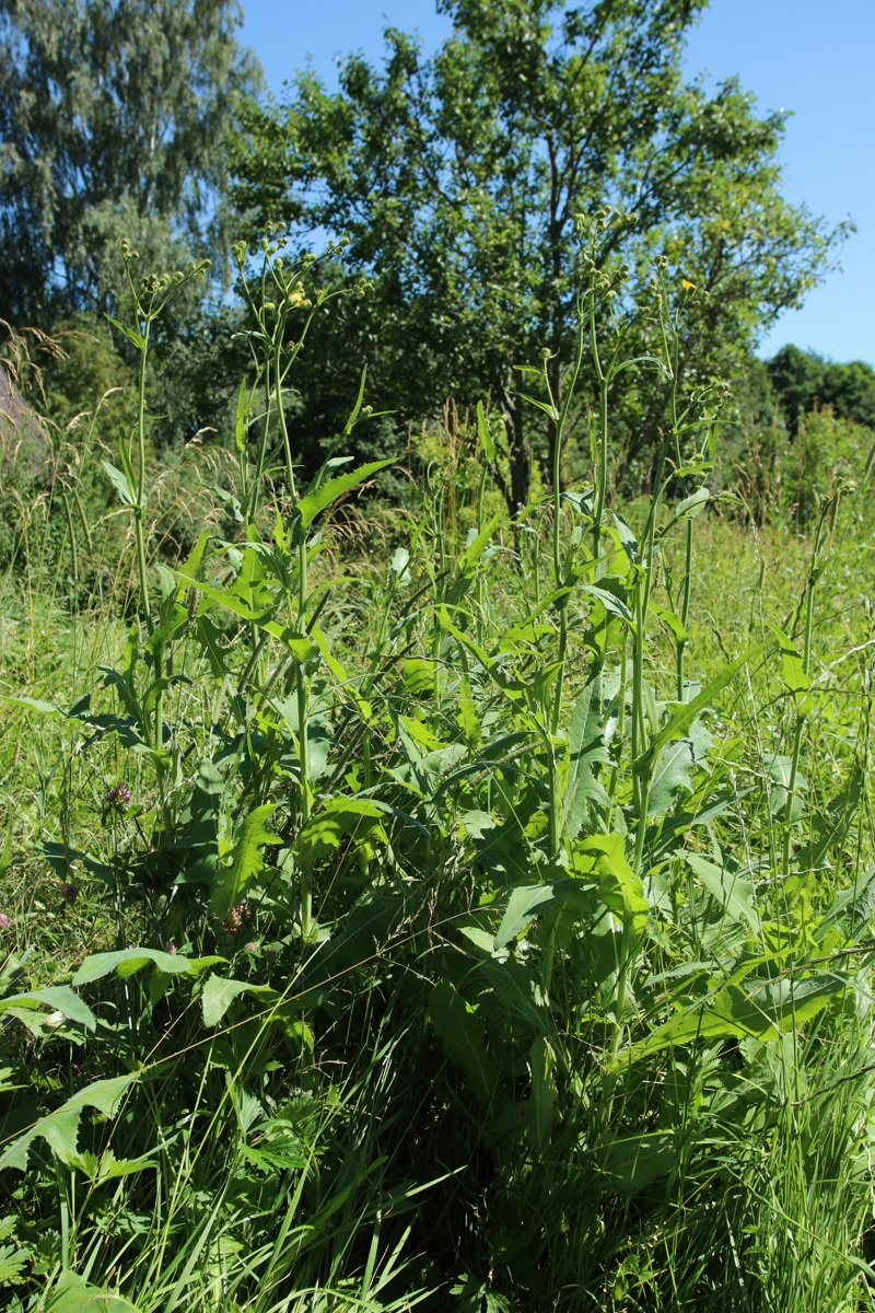 Image of Sonchus arvensis specimen.