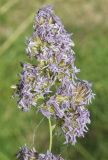 Dactylis glomerata