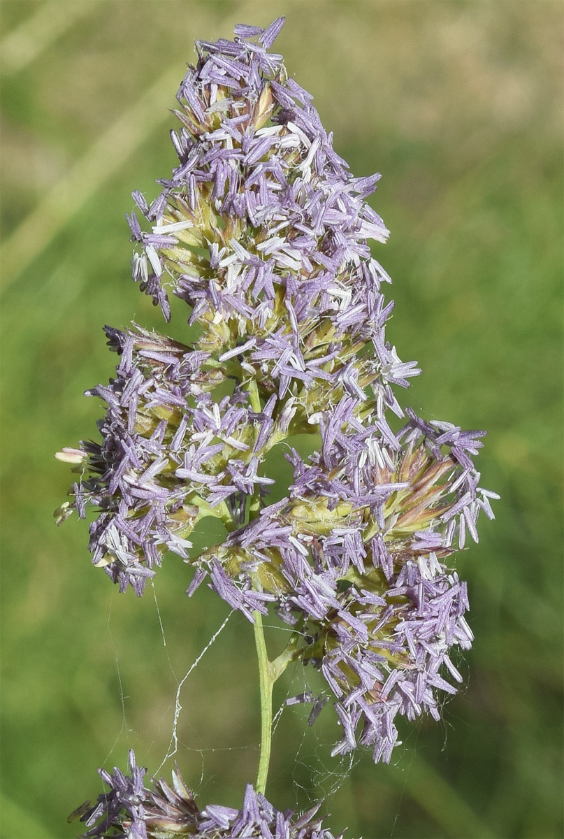 Изображение особи Dactylis glomerata.