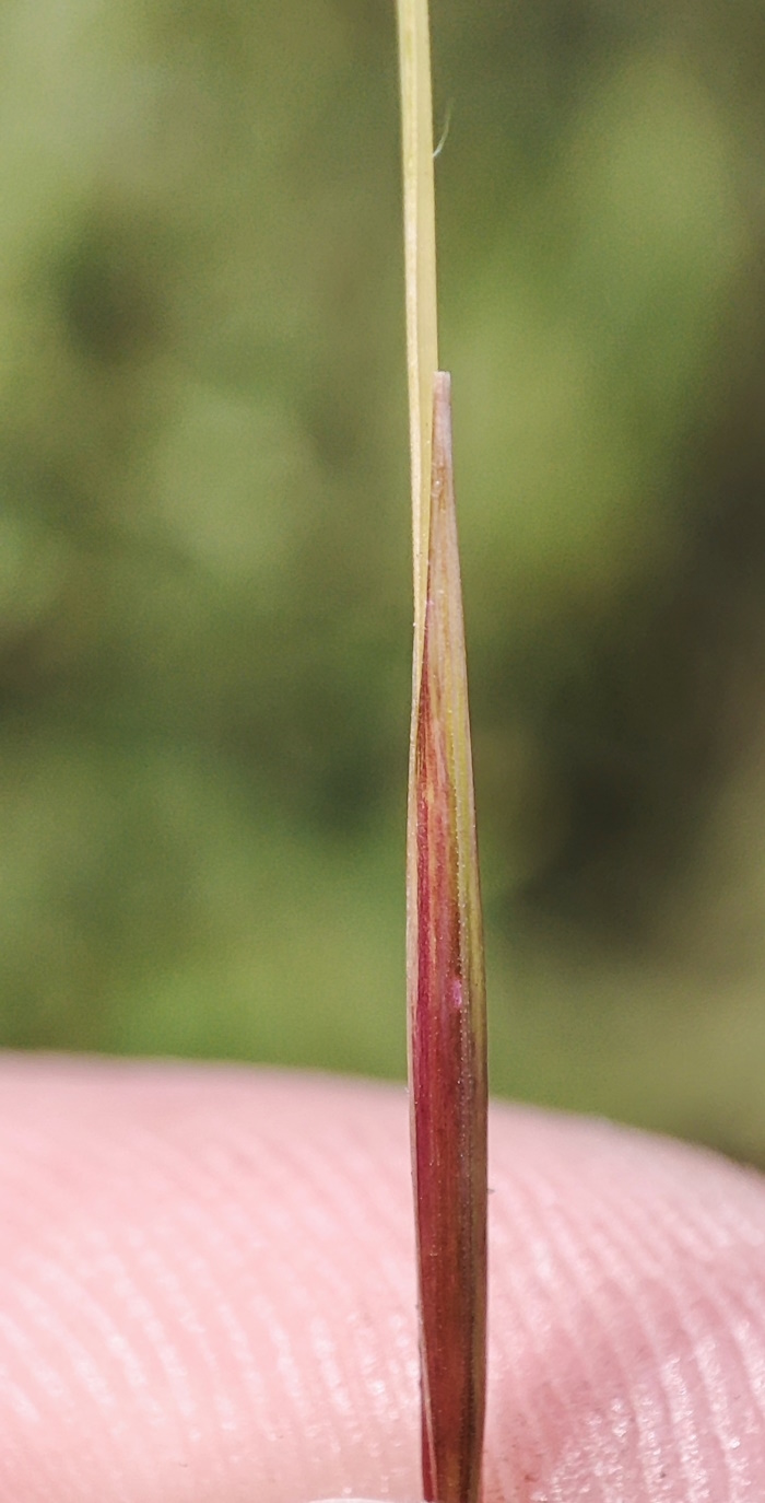 Image of Stipa capillata specimen.