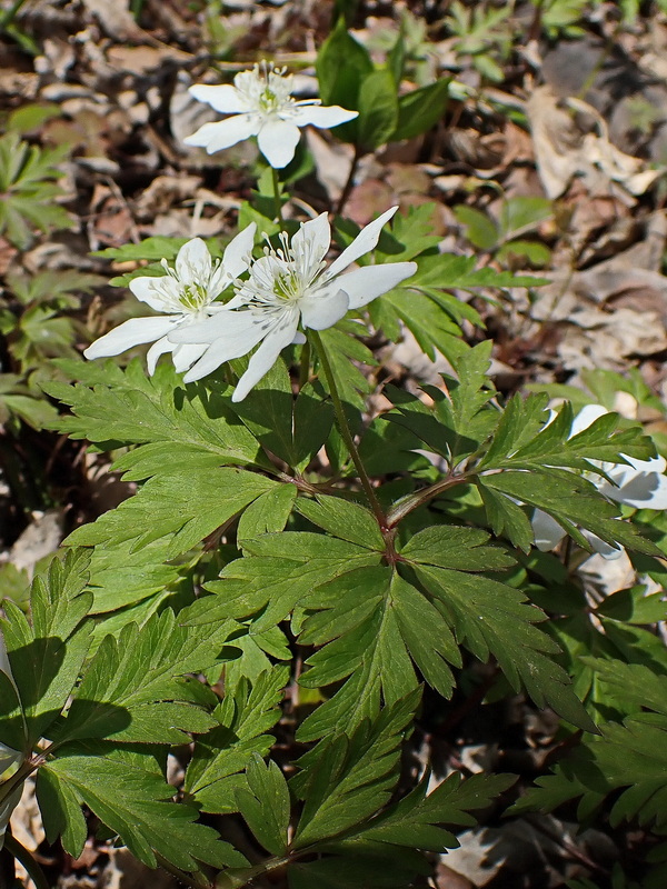 Image of Anemone amurensis specimen.