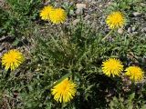 Taraxacum brassicifolium. Цветущее растение. Хабаровский край, окр. г. Комсомольск-на-Амуре, обочина грунтовой дороги. 19.05.2025.