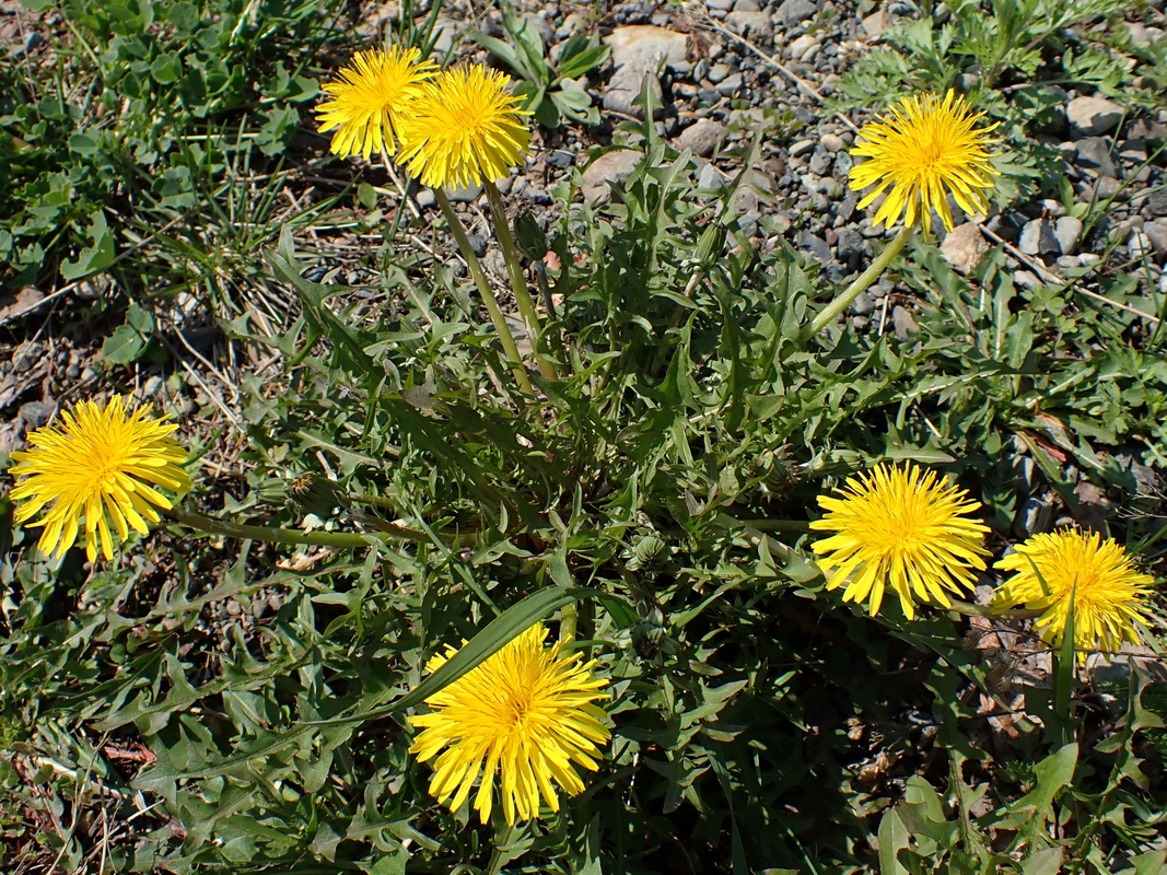 Image of Taraxacum brassicifolium specimen.