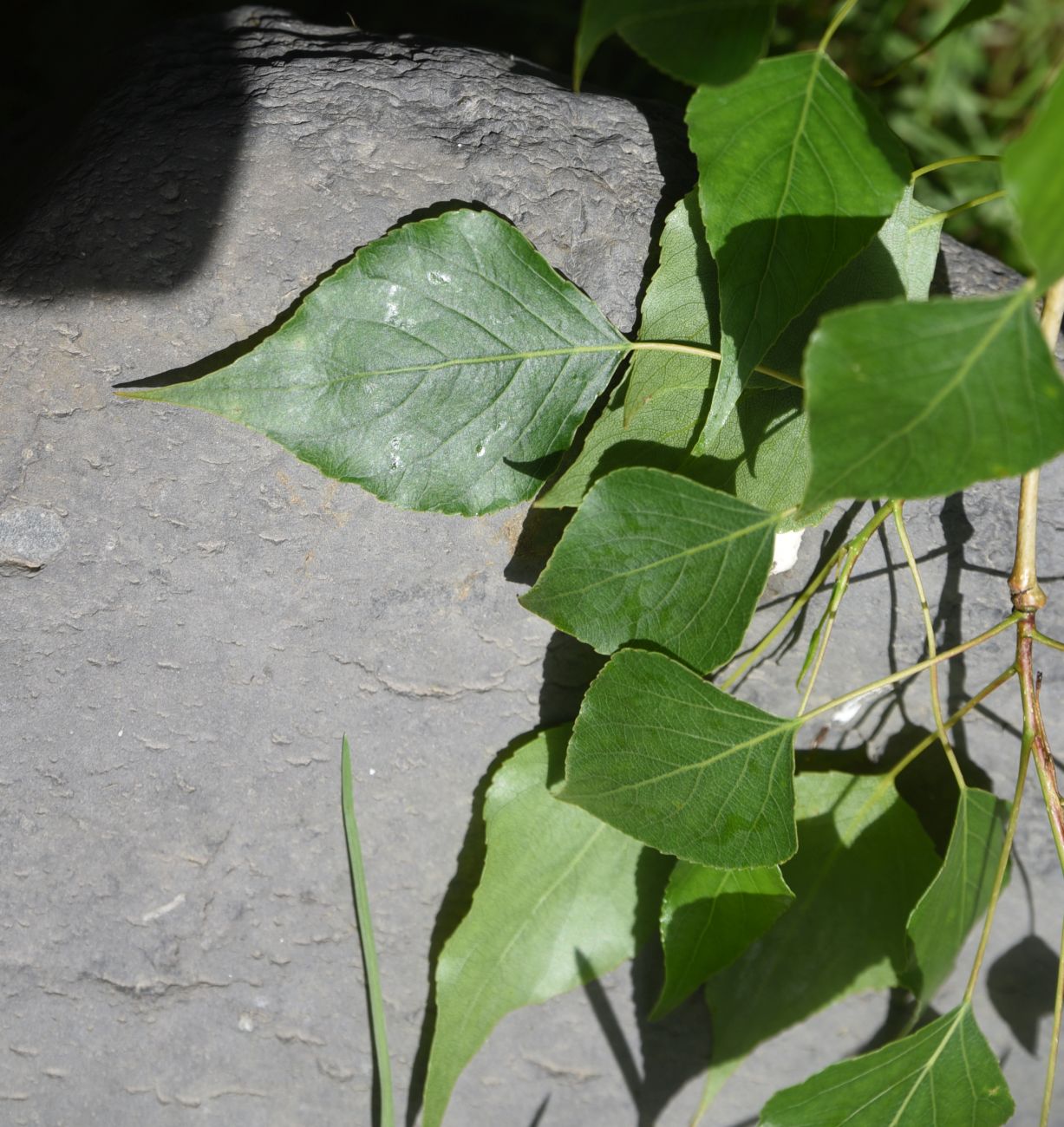 Image of genus Populus specimen.