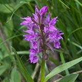 Dactylorhiza euxina