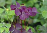 Oxalis stricta