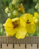 Verbascum marschallianum. Цветки. Краснодарский край, Крымский р-н, станица Неберджаевская, приусадебный участок, сорное. 21.06.2025.