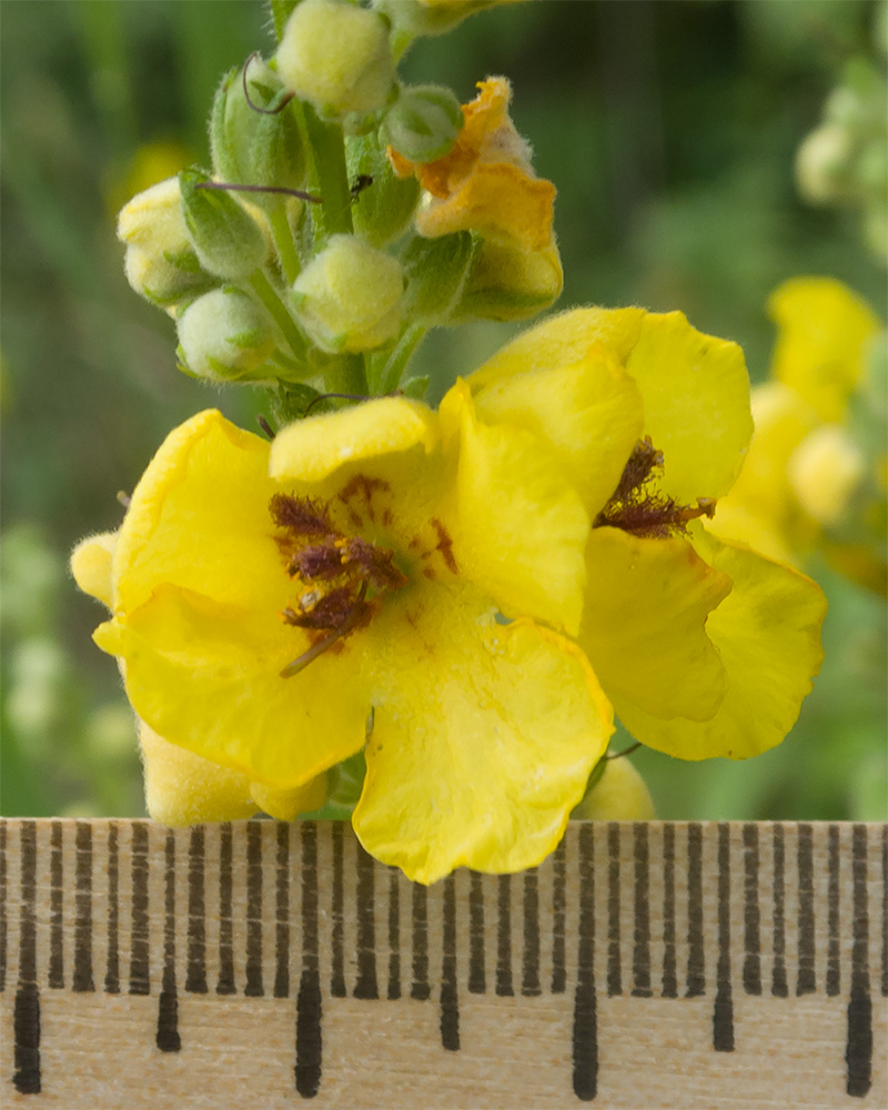 Image of Verbascum marschallianum specimen.