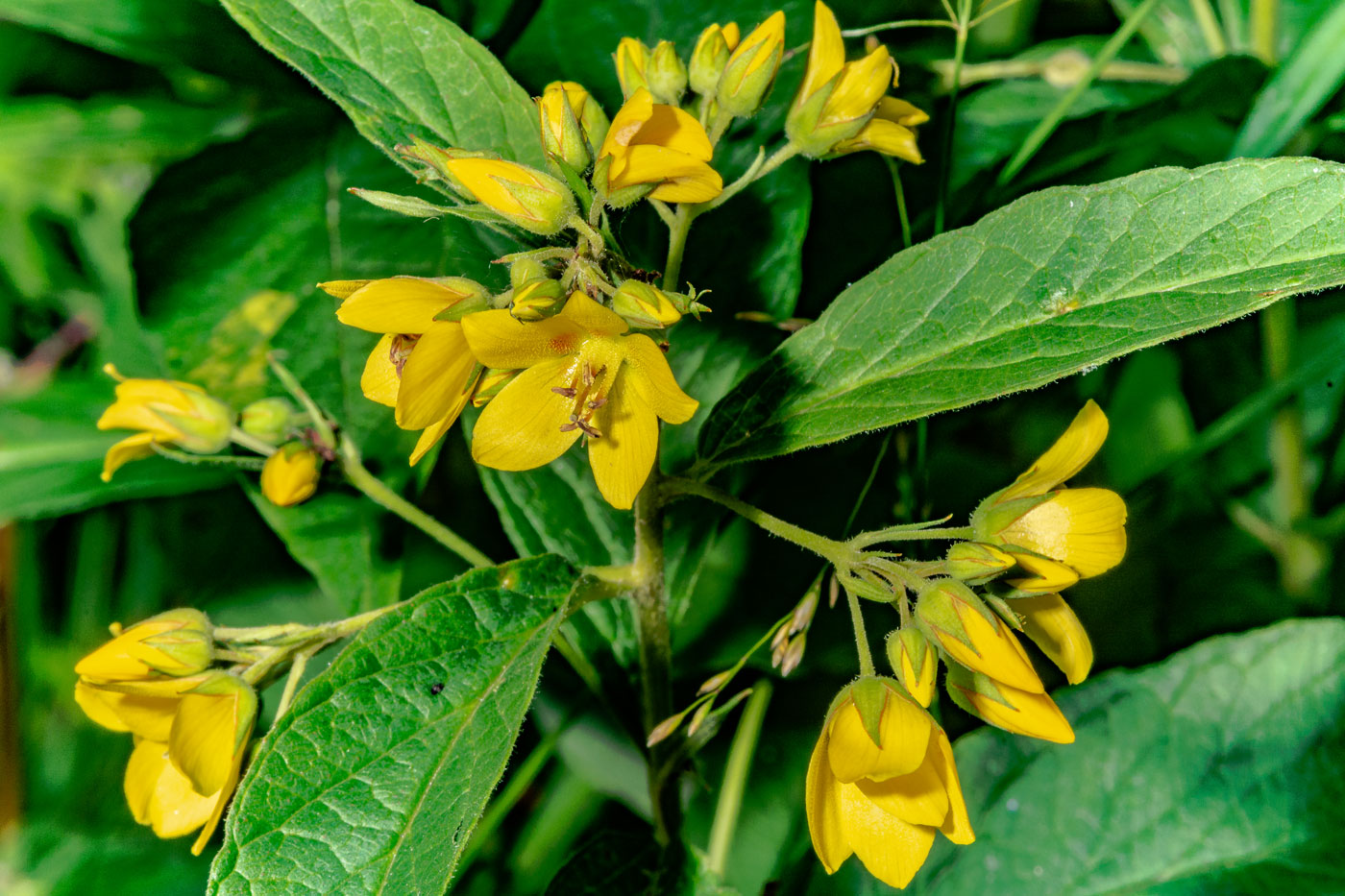 Изображение особи Lysimachia vulgaris.