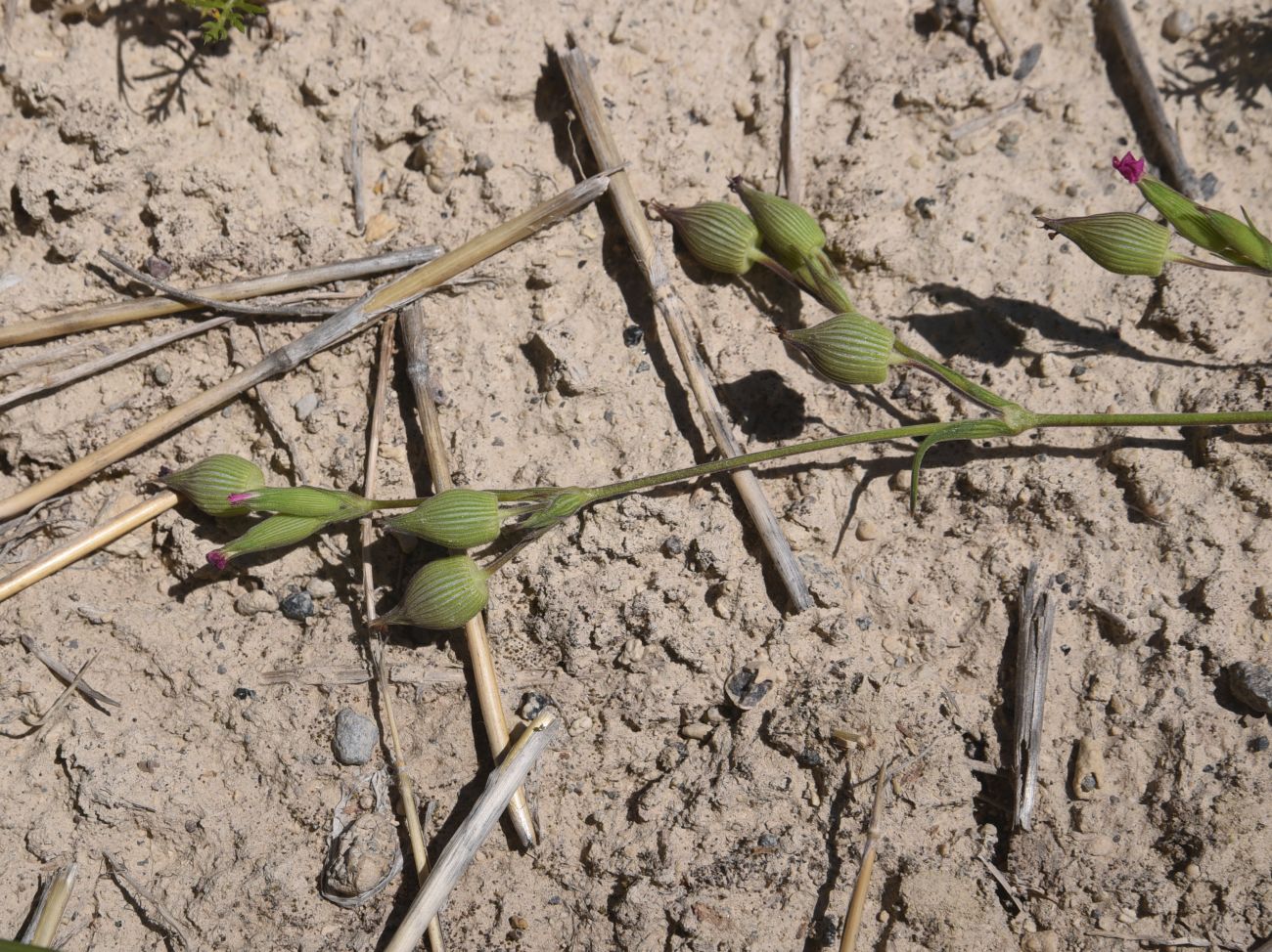 Image of genus Silene specimen.