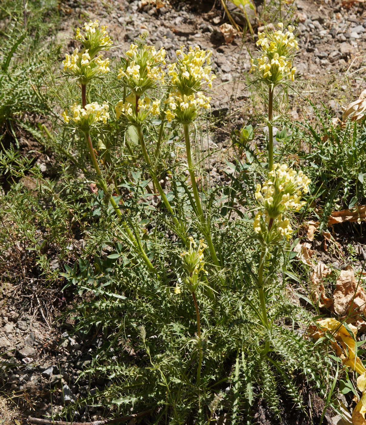 Image of Morina coulteriana specimen.