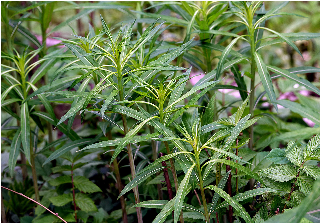 Image of Chamaenerion angustifolium specimen.