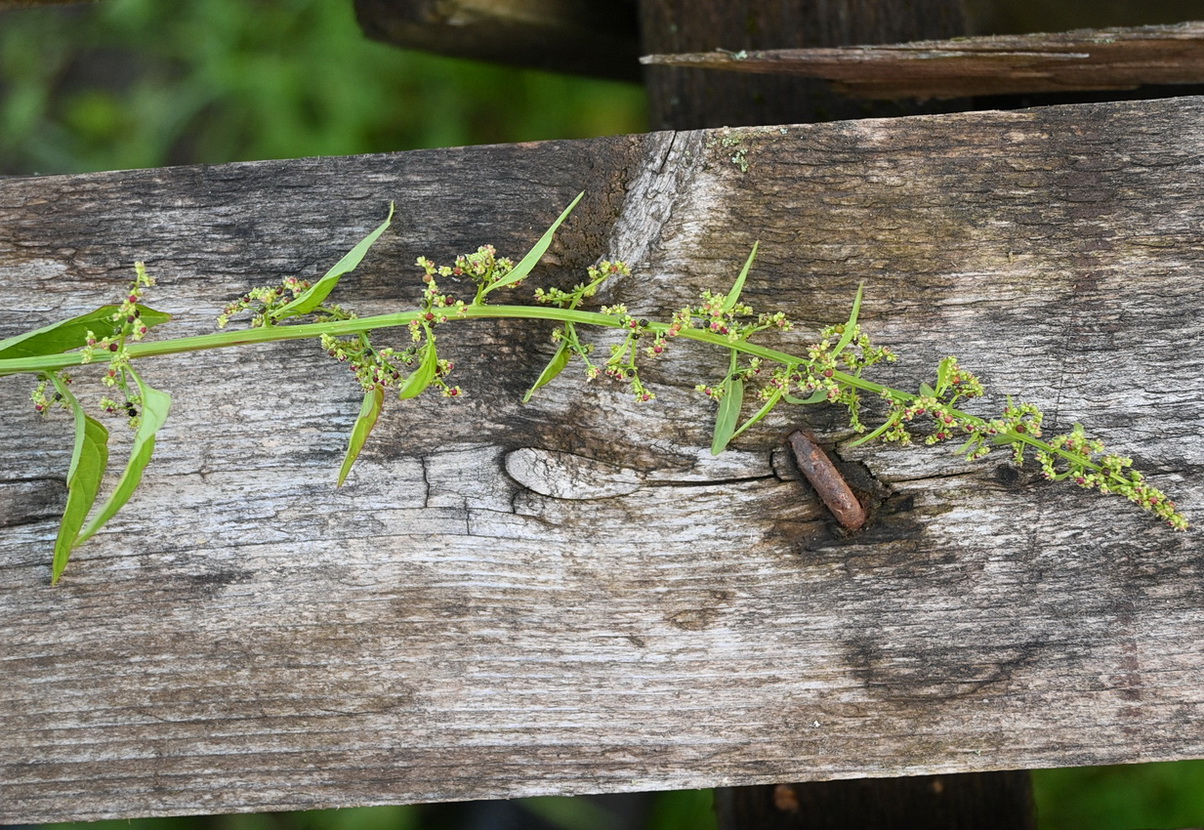 Изображение особи Lipandra polysperma.