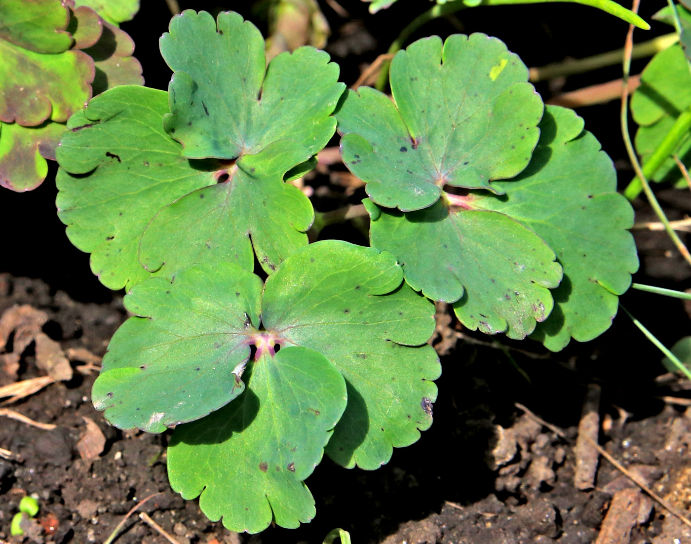 Image of Aquilegia sibirica specimen.