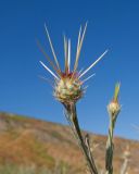 Centaurea solstitialis. Верхушка побега с бутонизирующим соцветием. Краснодарский край, Темрюкский р-н, мыс Железный Рог, приморский обрывистый глинистый склон. 07.06.2015.
