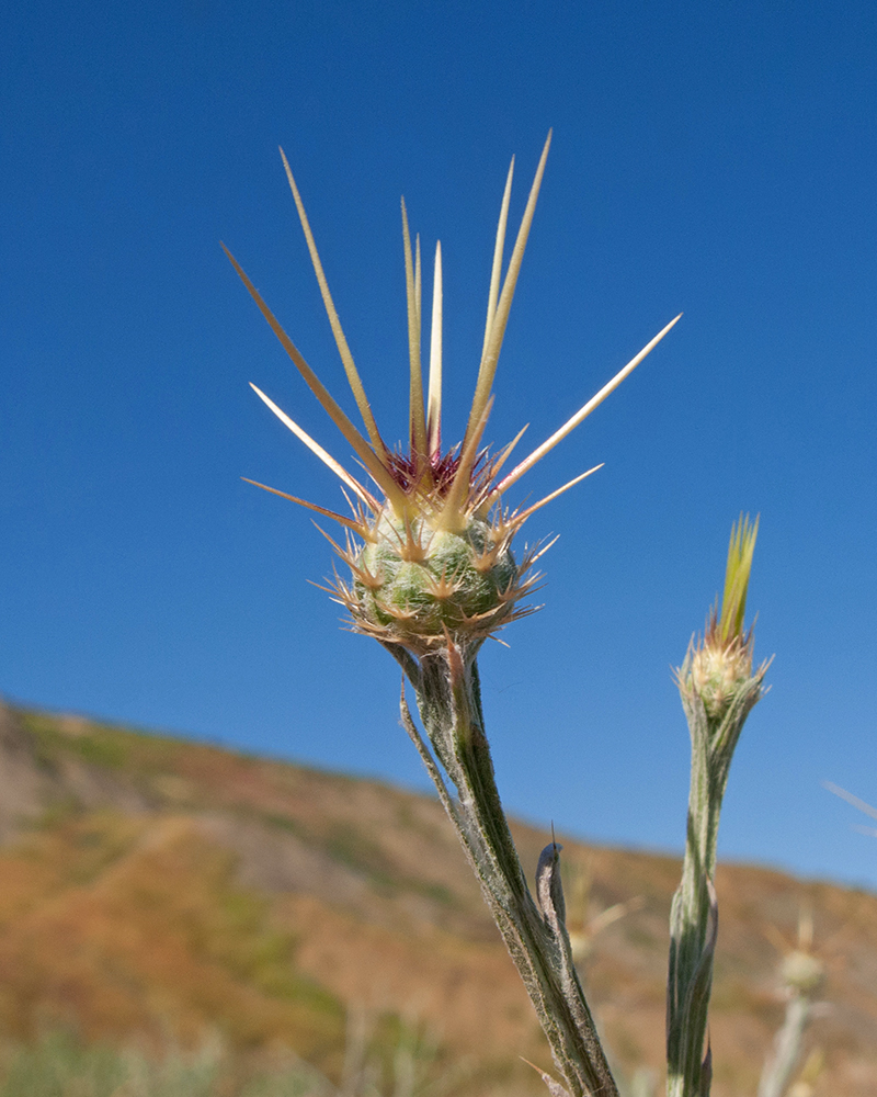 Image of Centaurea solstitialis specimen.