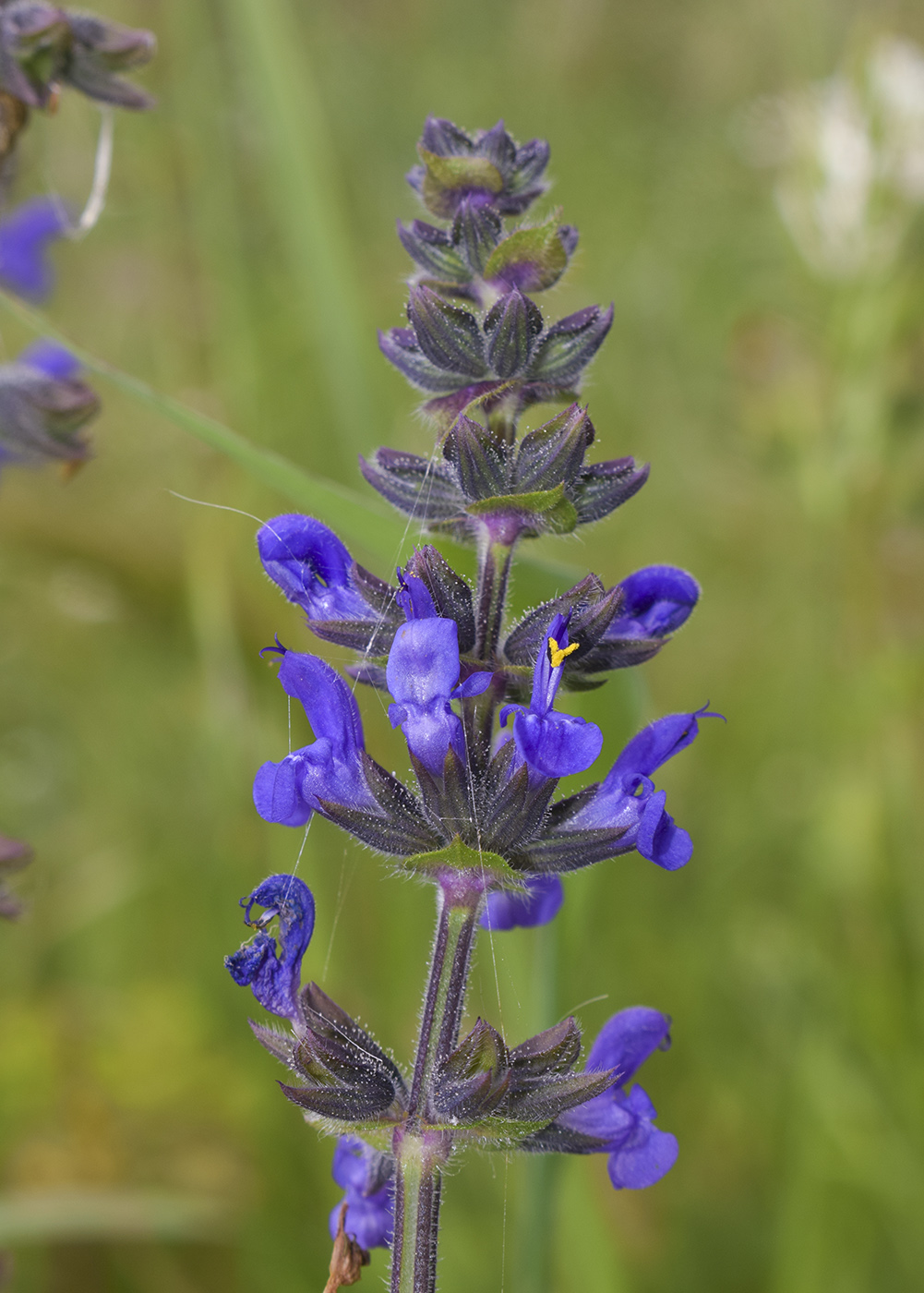 Изображение особи Salvia verbenaca.