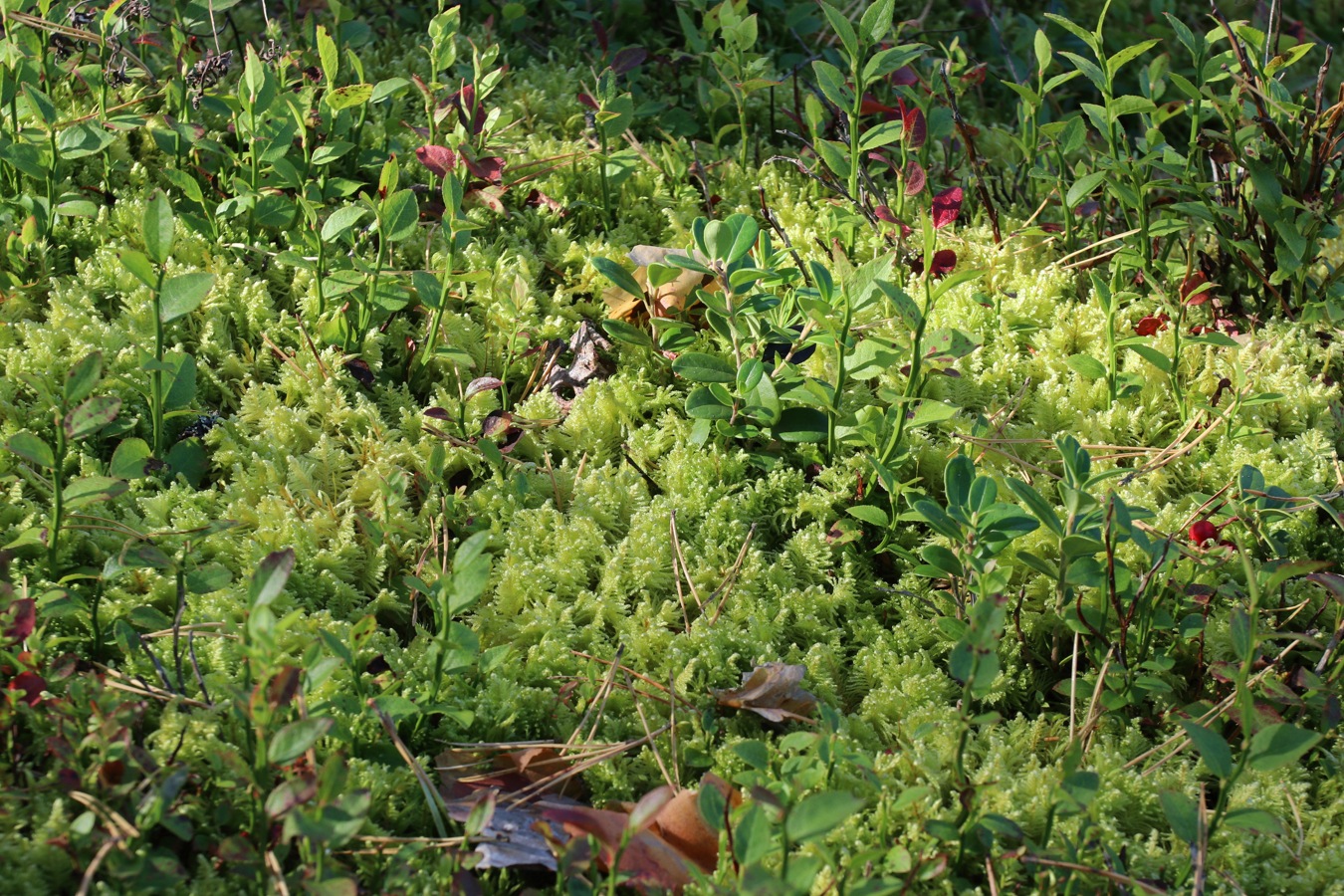 Image of Ptilium crista-castrensis specimen.