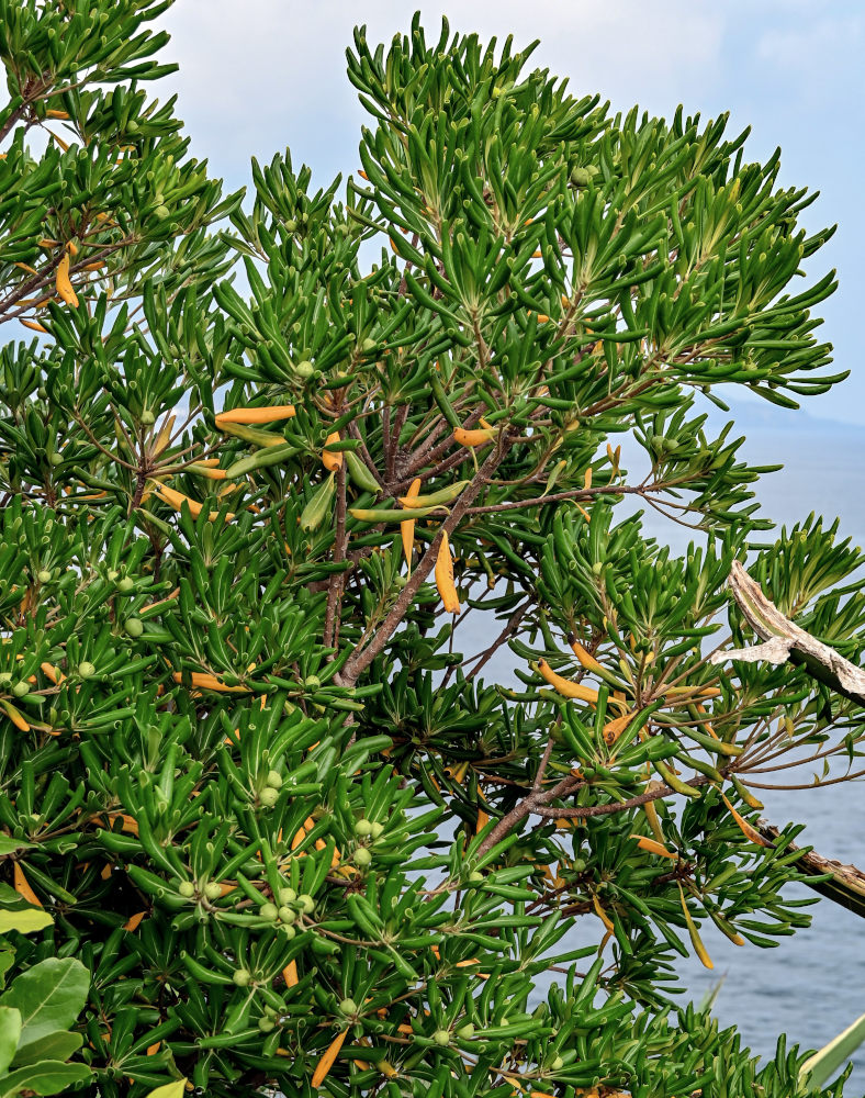 Image of Pittosporum tobira specimen.