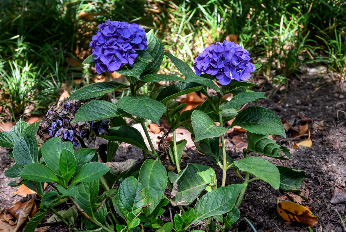 Изображение особи Hydrangea macrophylla.