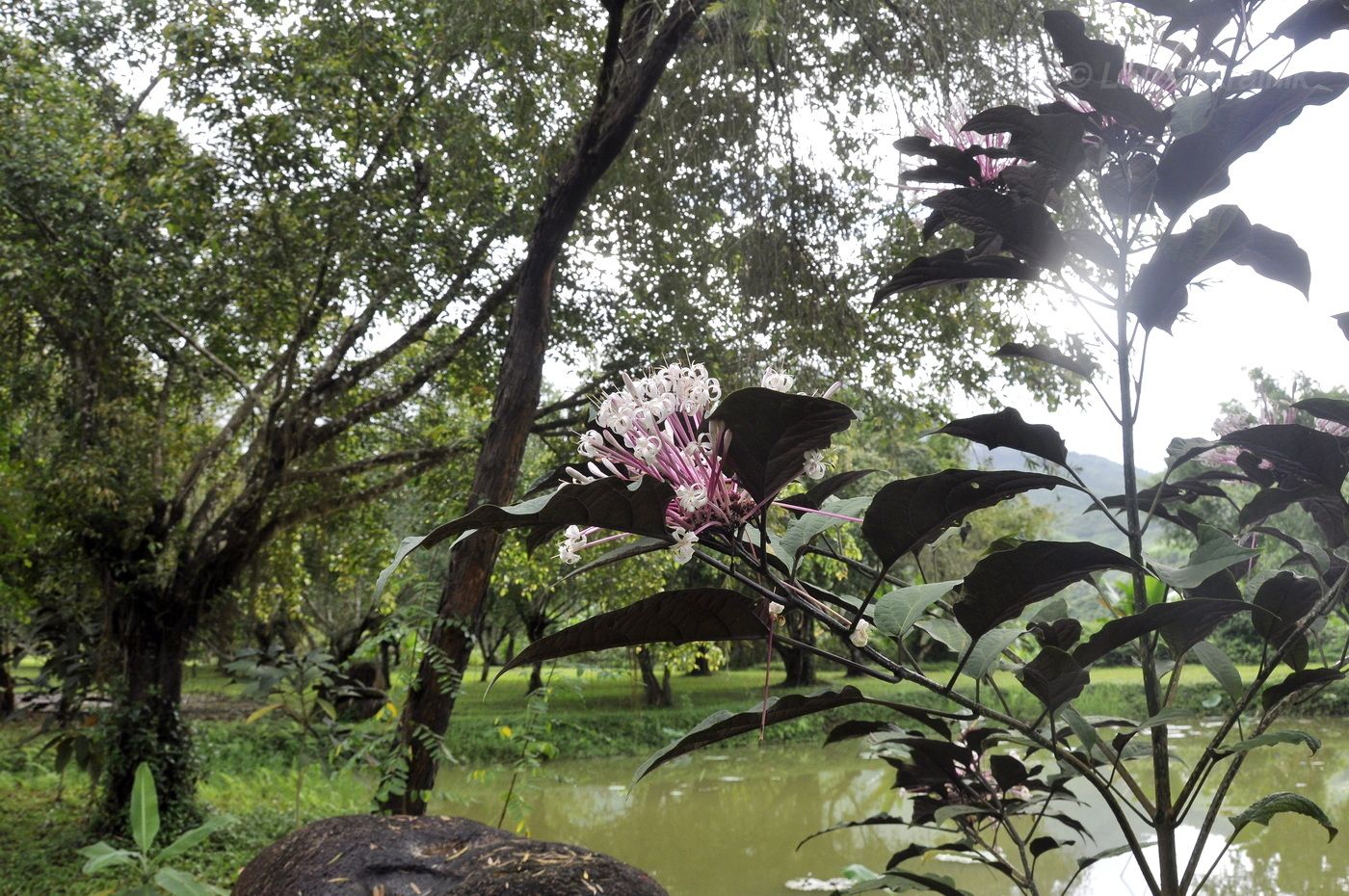 Image of genus Clerodendrum specimen.