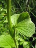 Ligularia lydiae