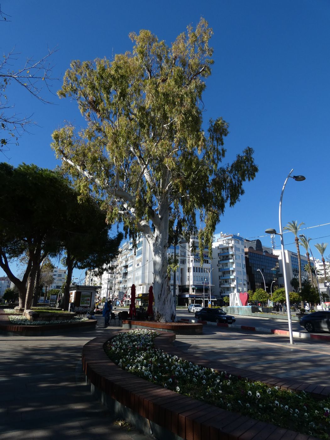 Изображение особи Eucalyptus viminalis.