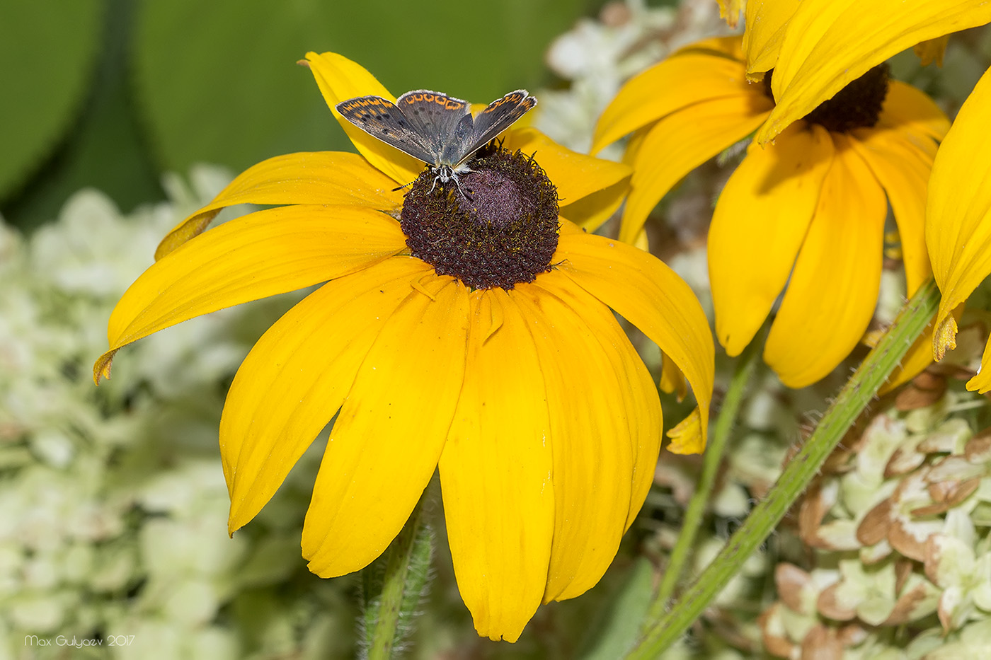 Изображение особи Rudbeckia hirta.