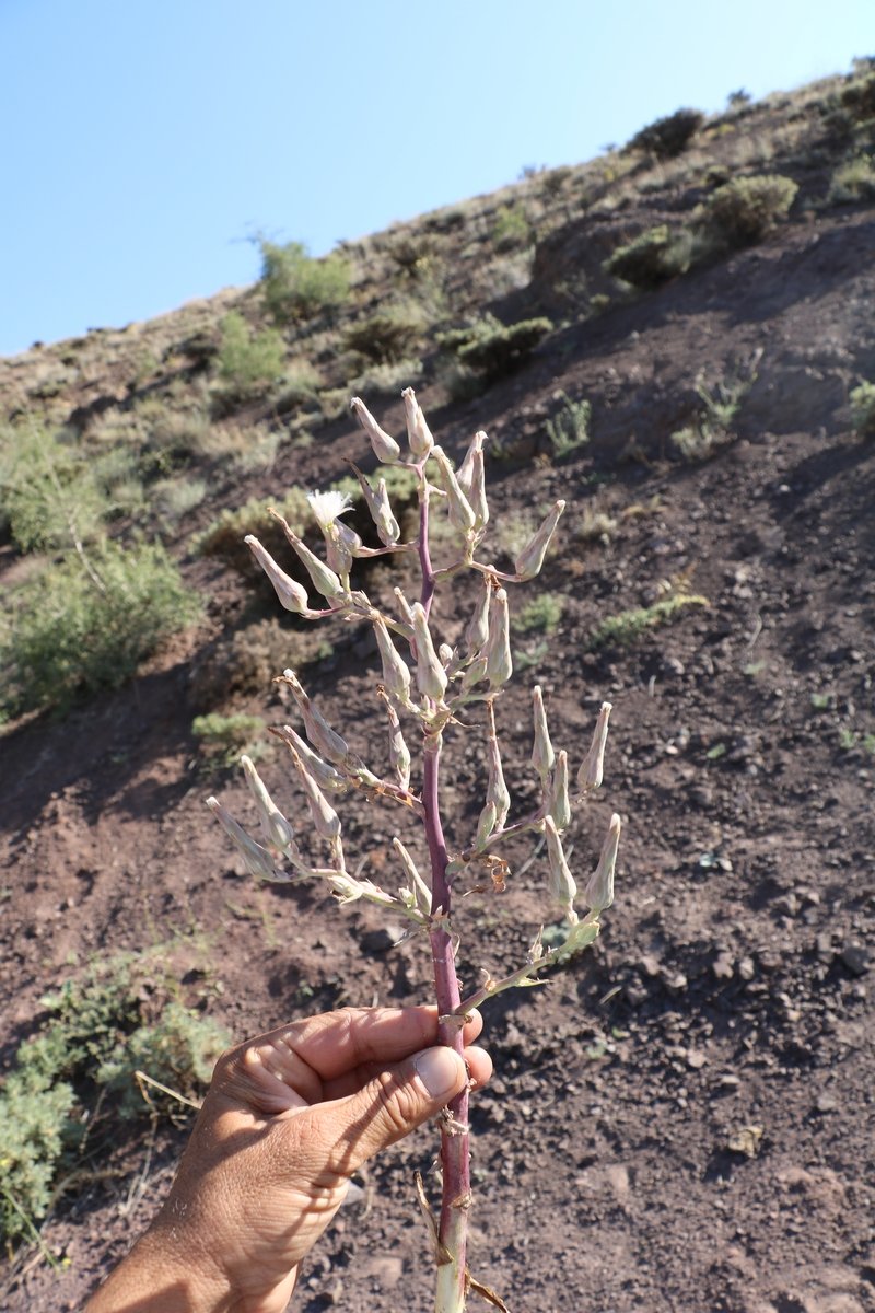 Image of Lactuca tuberosa specimen.